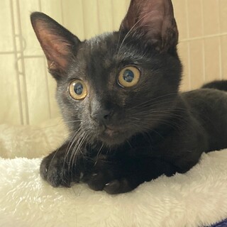 トライアル中♪なでなで抱っこも大好き！黒猫のネロ