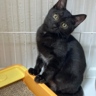 トライアル中♪大人しい慎重派のロネ