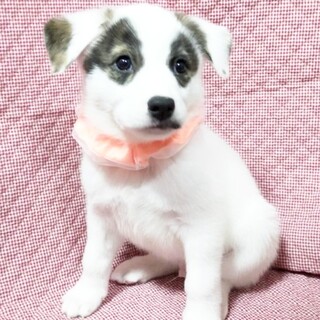 12/5『犬の譲渡会in南大井』に参加❗️