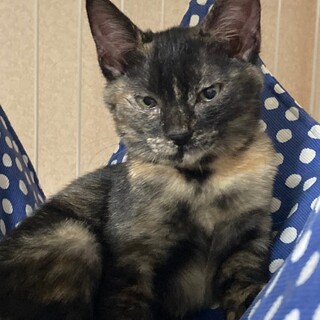 トライアル中♪おっとりで甘えん坊のタルタルーガ