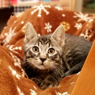 ぼくにお名前つけてください。