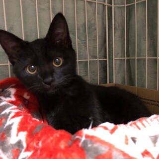 走って遊んで！天そば！！里親様決定