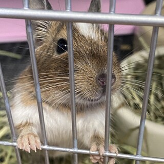 デグーパイド 2021年8月生まれの男の子