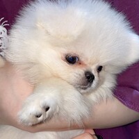 はんぺん