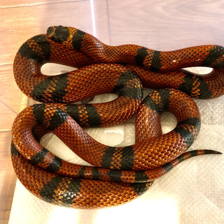 ホンジュランミルクスネークの里親を募集致します