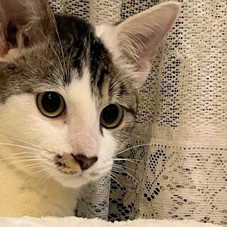 少年コジロー　（体調不良により一旦募集停止します）