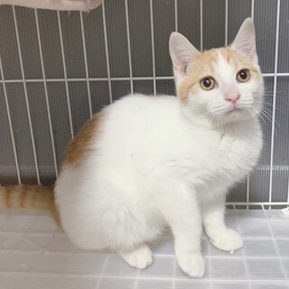 困り顔が可愛い❤️白茶のミエル