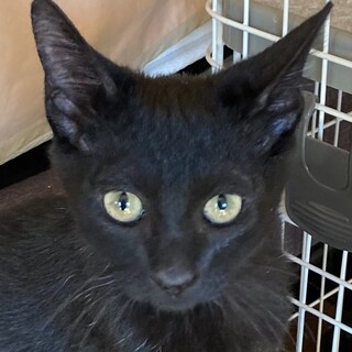 とってもおっとりBOYな黒仔猫☆アラン君❣️