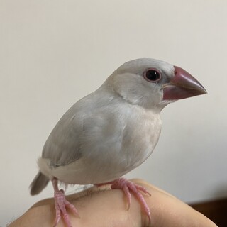 シルバー文鳥2羽の里親決まりました