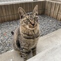 【保護お願いします！】元気いっぱいキジトラの女の子