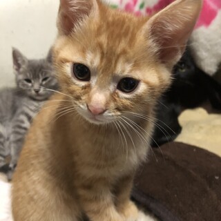 雑種の濃い茶トラです！2ヶ月です！