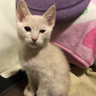 雑種のオス、2ヶ月です！