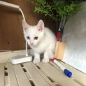 オッドアイのオス、2ヶ月です！
