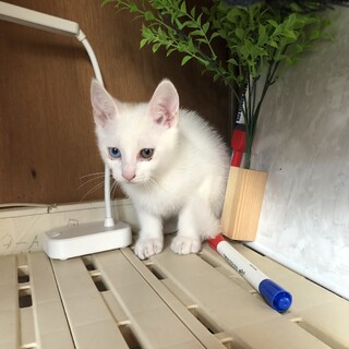 オッドアイのオス、2ヶ月です！