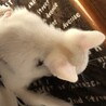 オッドアイのオス、2ヶ月です！ サムネイル2