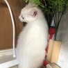 オッドアイのオス、2ヶ月です！ サムネイル3