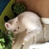 オッドアイのオス、2ヶ月です！ サムネイル4