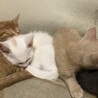 オッドアイのオス、2ヶ月です！ サムネイル5