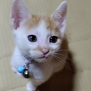 募集停止❤️茶白ハチワレ男子すい