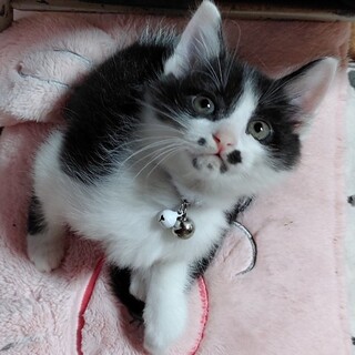 募集停止❤️黒白ハチワレ男子るか