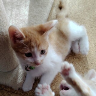 募集停止❤️茶白男子みき