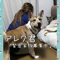 アレク君、緊急家族募集中！→譲渡決定！