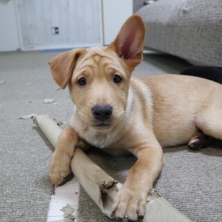 人懐こい６兄弟「げん」♂生後２ヶ月