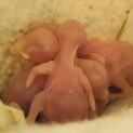 文鳥の雛、生まれました。現在受付を一時停止中