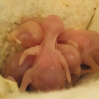 文鳥の雛、生まれました。現在受付を一時停止中