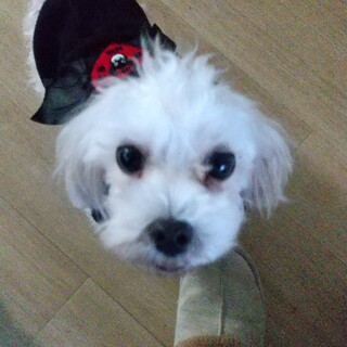 大切な家族になって頂ける方と巡り会いたいです。