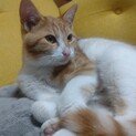 募集停止。スティーブくん
