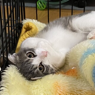 ふっくら美猫兄弟