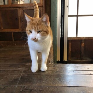 可愛い茶色兄弟。茶白の風くん。