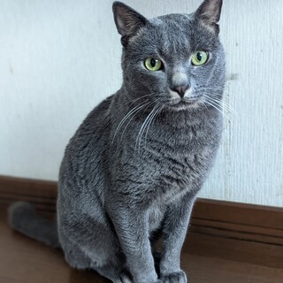 めちゃくちゃかわいいグレーちゃん