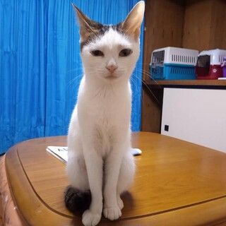 ムーチー、里親さま決定！ありがとうございました♥️