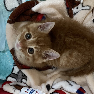 長毛系ずんぐりむっくりの茶トラの子猫