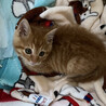 長毛系ずんぐりむっくりの茶トラの子猫 サムネイル2