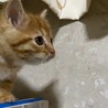 長毛系ずんぐりむっくりの茶トラの子猫 サムネイル3