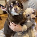 陽気なチワワのタンタン♀2歳