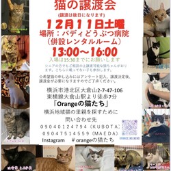 保護猫の譲渡会