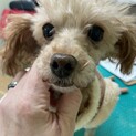 とっても人懐こいトイプードルのきなこ♀3歳