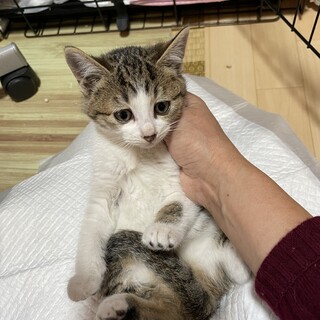 可愛いキジ白女子♡キクちゃん２ヶ月半