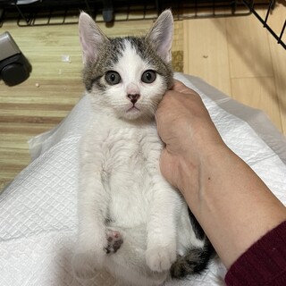 可愛いキジ白♡スイちゃん２ヶ月半