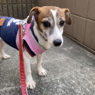 甘えん坊なラッセン