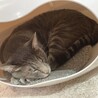 さーやさ