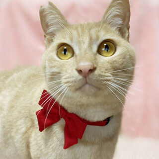 クリーム茶トラ♪甘えん坊の『ミルキー』６ヶ月