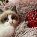 プクちゃん【ありがとうございます】