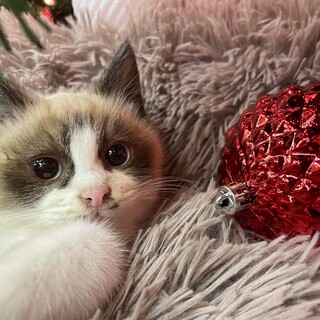 プクちゃん【ありがとうございます】