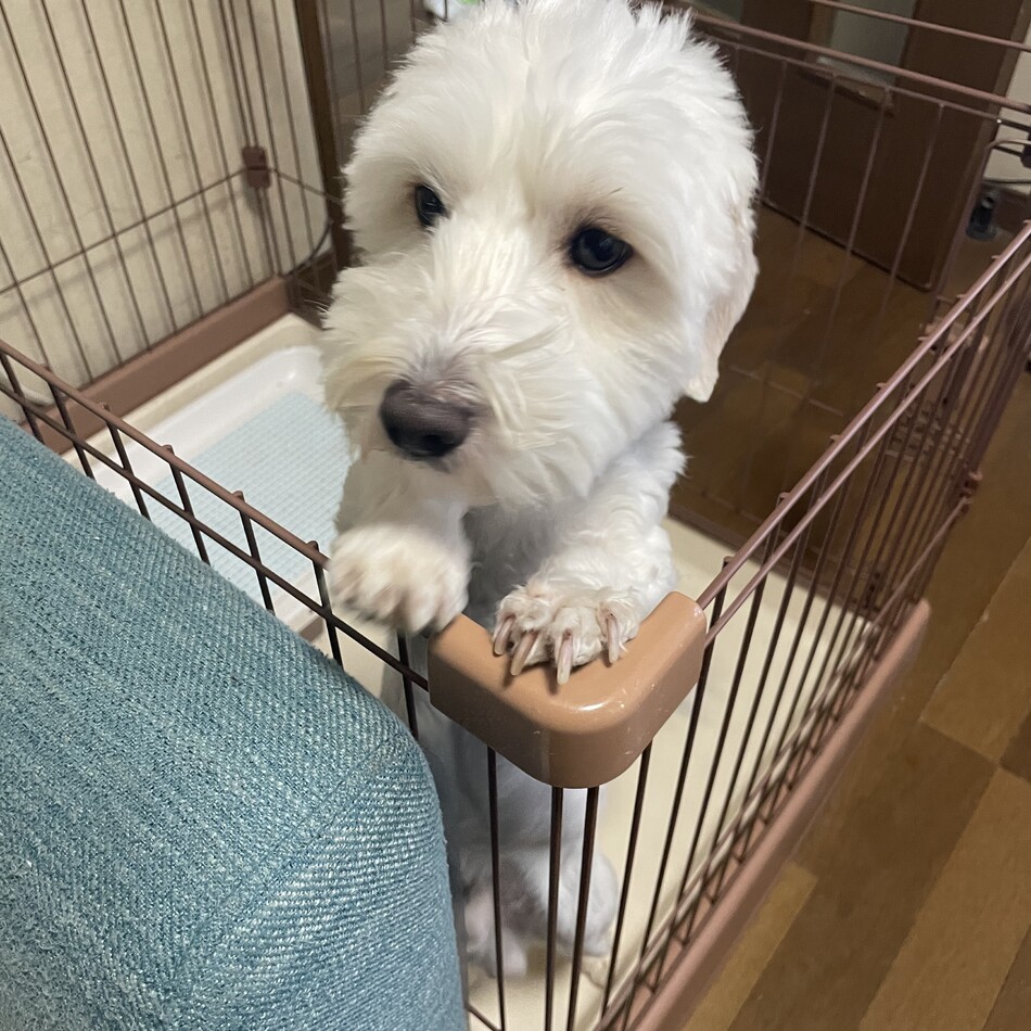 こたのカバー写真