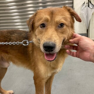 ゴージャスな野犬男子そらお君